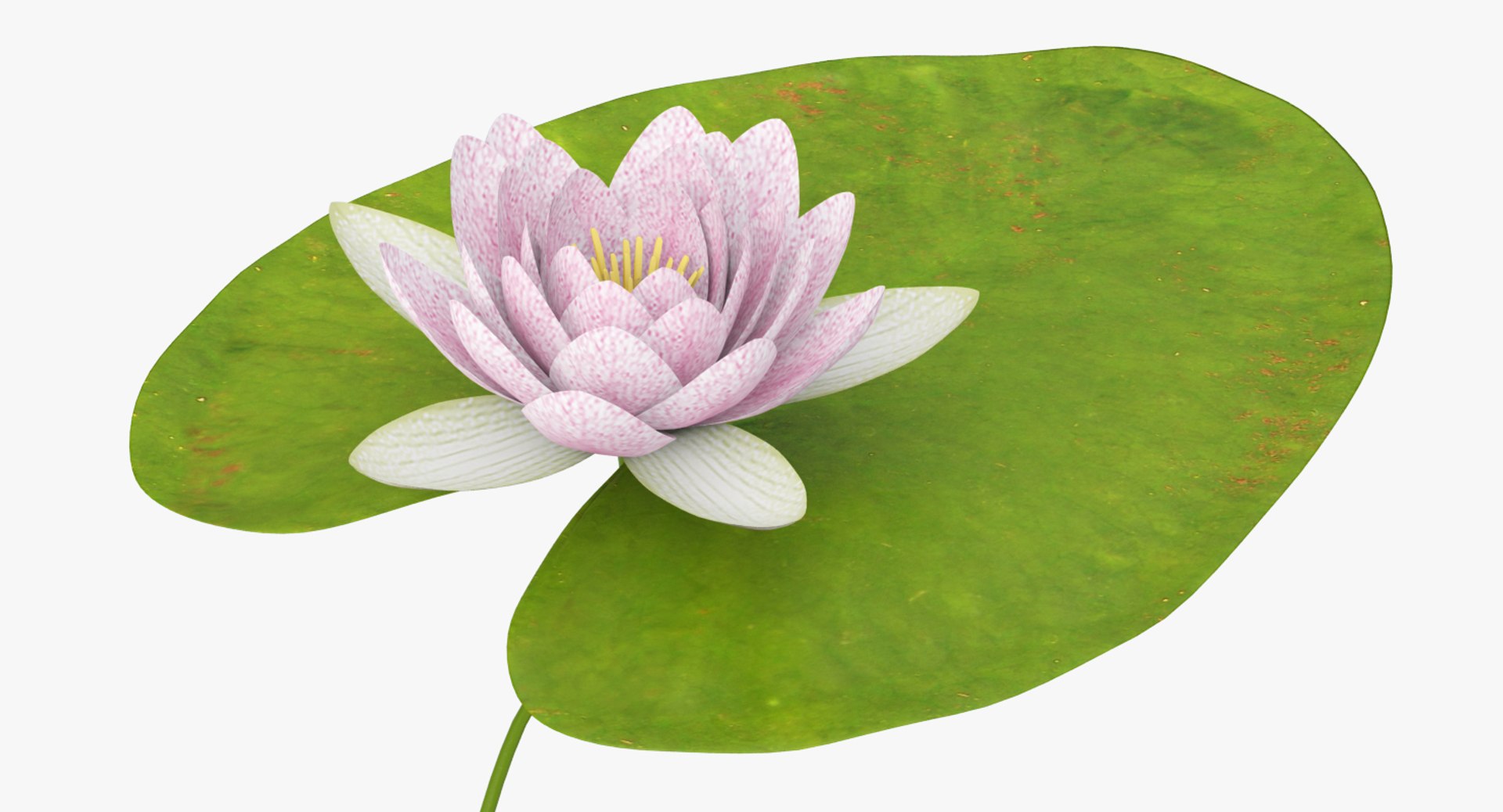 water lily animation 3d model https://p.turbosquid.com/ts-thumb/G6/fuCd2r/7PK1S2mx/water_lily_cinema_wide_/jpg/1488530623/1920x1080/fit_q87/2667156a938a74fe0baaecfe3bf1b468640428ed/water_lily_cinema_wide_.jpg