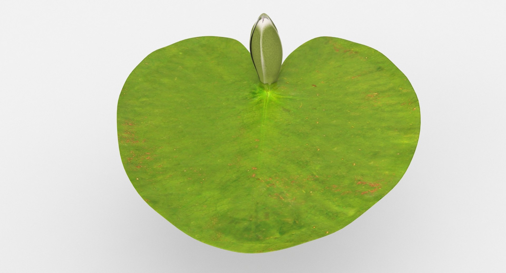 water lily animation 3d model https://p.turbosquid.com/ts-thumb/G6/fuCd2r/9strK4H9/water_lily_03_close_/jpg/1488530623/1920x1080/fit_q87/0842b90cce37d5169b42b97e2cf8ac105c4193cc/water_lily_03_close_.jpg
