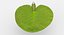 Water Lily Animated