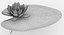 Water Lily Animated