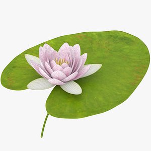 water lily animation 3d model