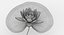 Water Lily Animated