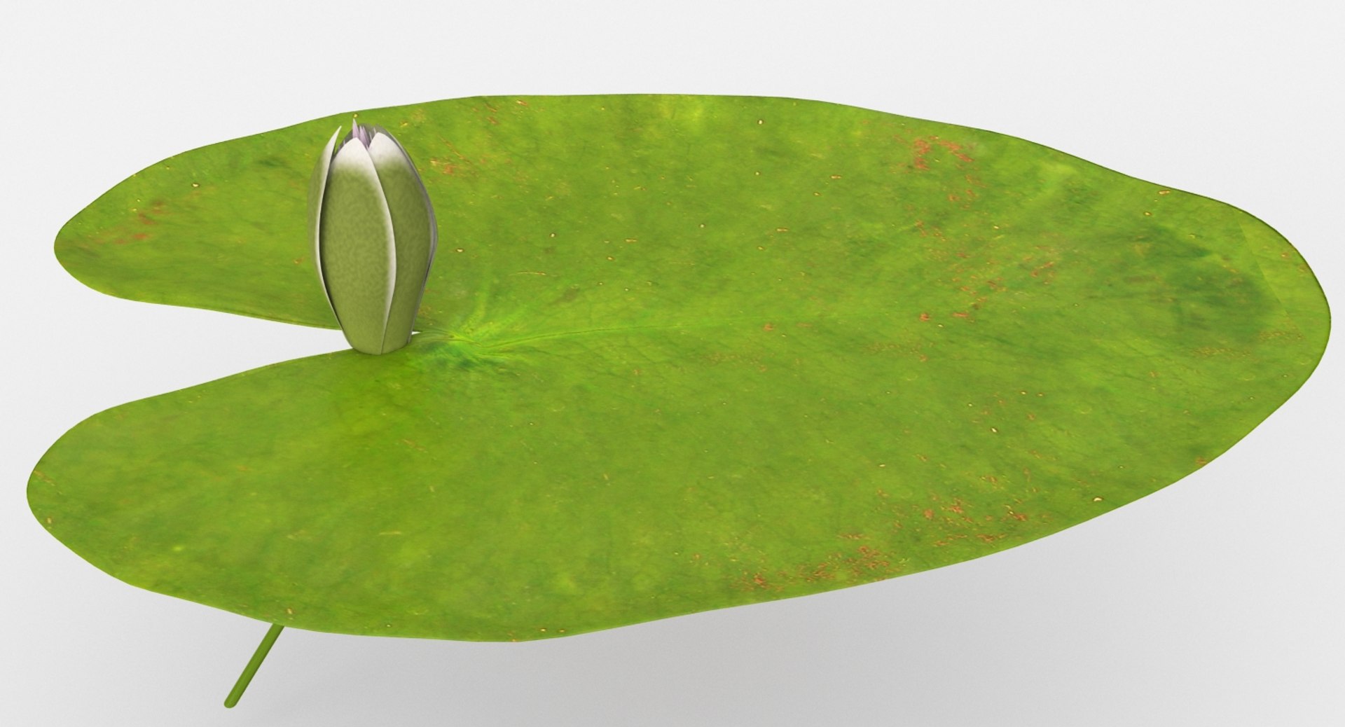 water lily animation 3d model https://p.turbosquid.com/ts-thumb/G6/fuCd2r/dWa8039M/water_lily_04_close_/jpg/1488530623/1920x1080/fit_q87/36cb31dc3261d039bcdbb1bd54bf05b6bda961a4/water_lily_04_close_.jpg