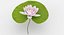 Water Lily Animated
