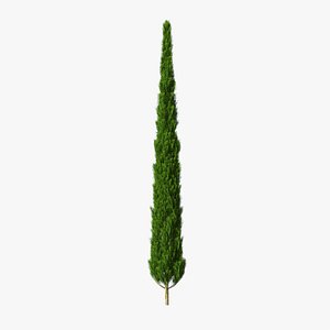 3D Realistic Cypress Tree