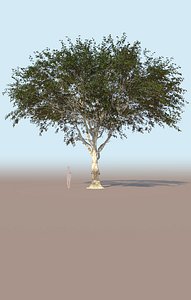 3D model mature ficus tree nitida