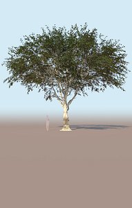 Ficus nitida mature tree