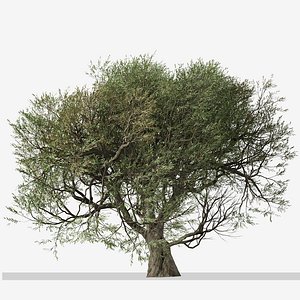 Set of Olive or Olea europaea Tree - 2 Tree