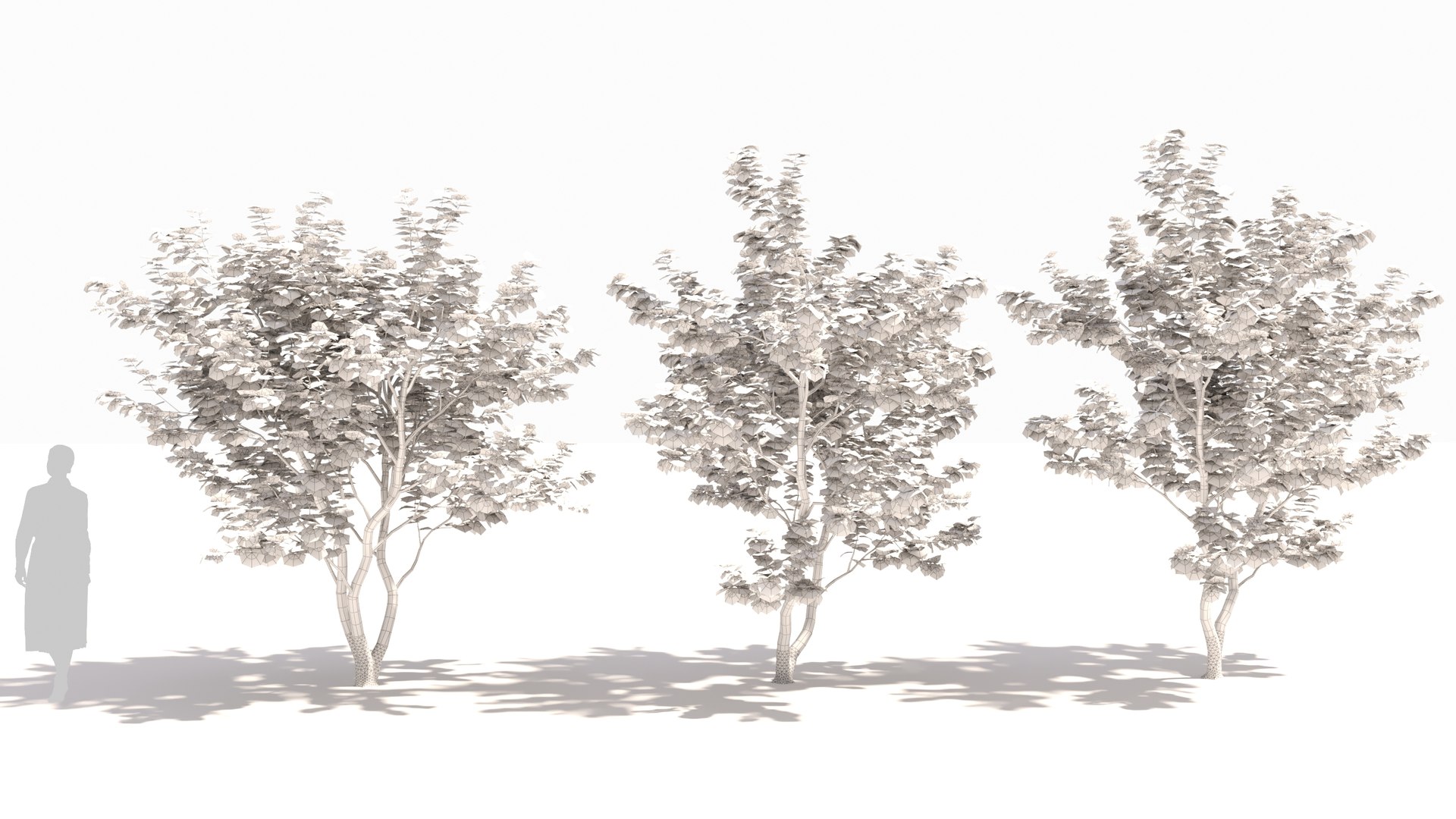 3D Sugar Maple tree - TurboSquid 2058427