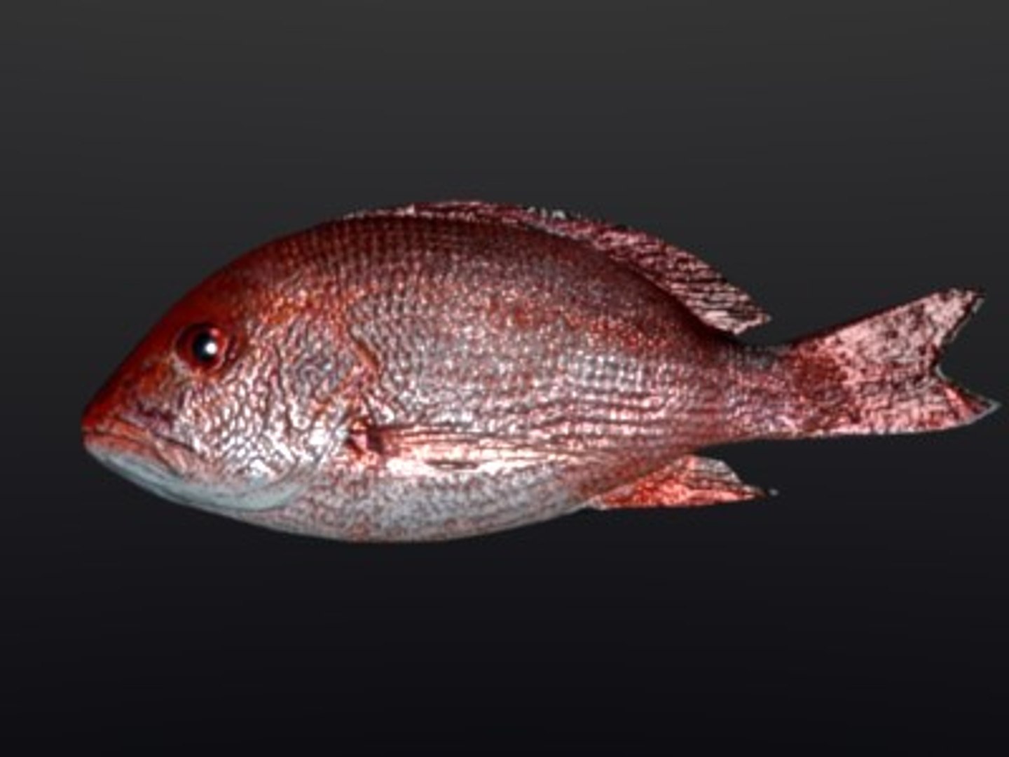 3ds max red snapper fish