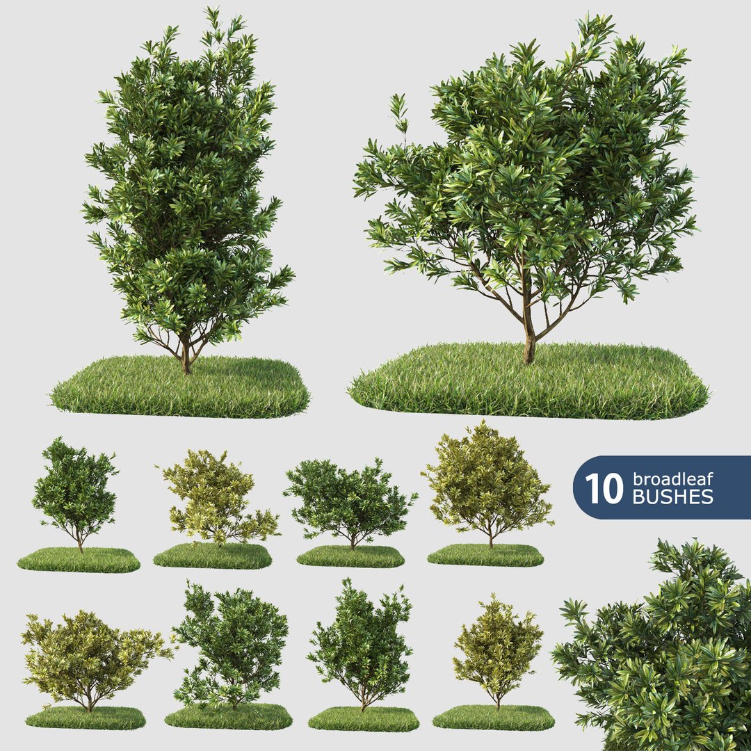 3d 10 Broadleaf Bushes Model