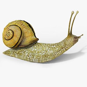 snail 3D model