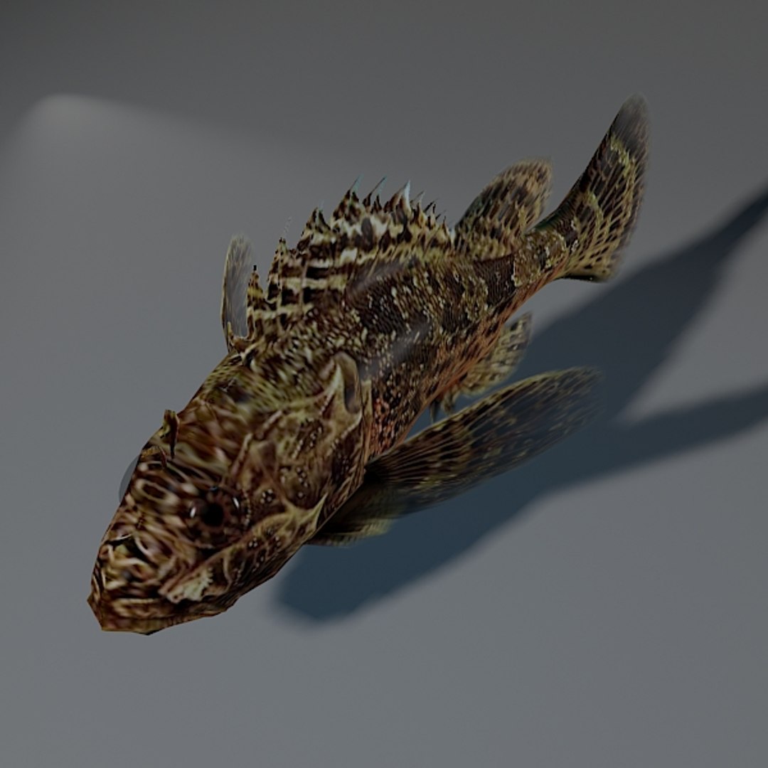 Rockfish Rigged 3d Model