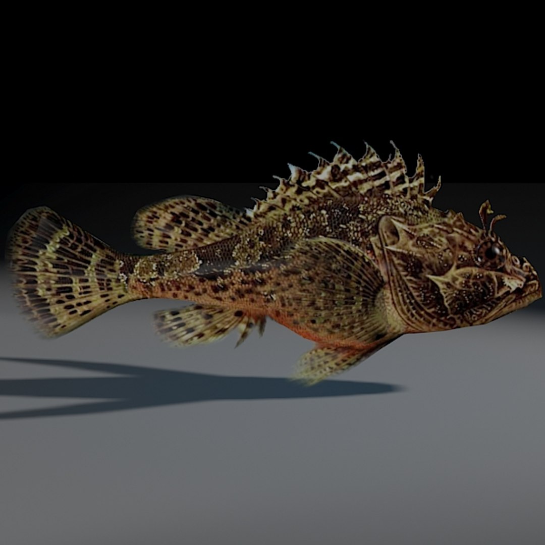 Rockfish Rigged 3d Model