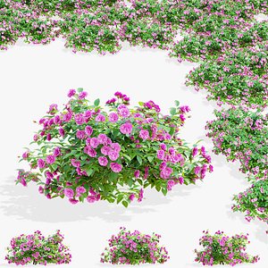 Groundcover roses pink