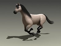 Horse Galloping