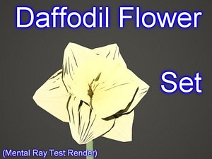 Daffodil Set 001