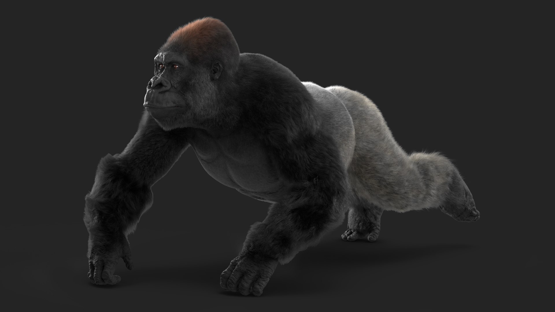 3D Rigged Gorilla Fur Animated Collection - TurboSquid 2298366