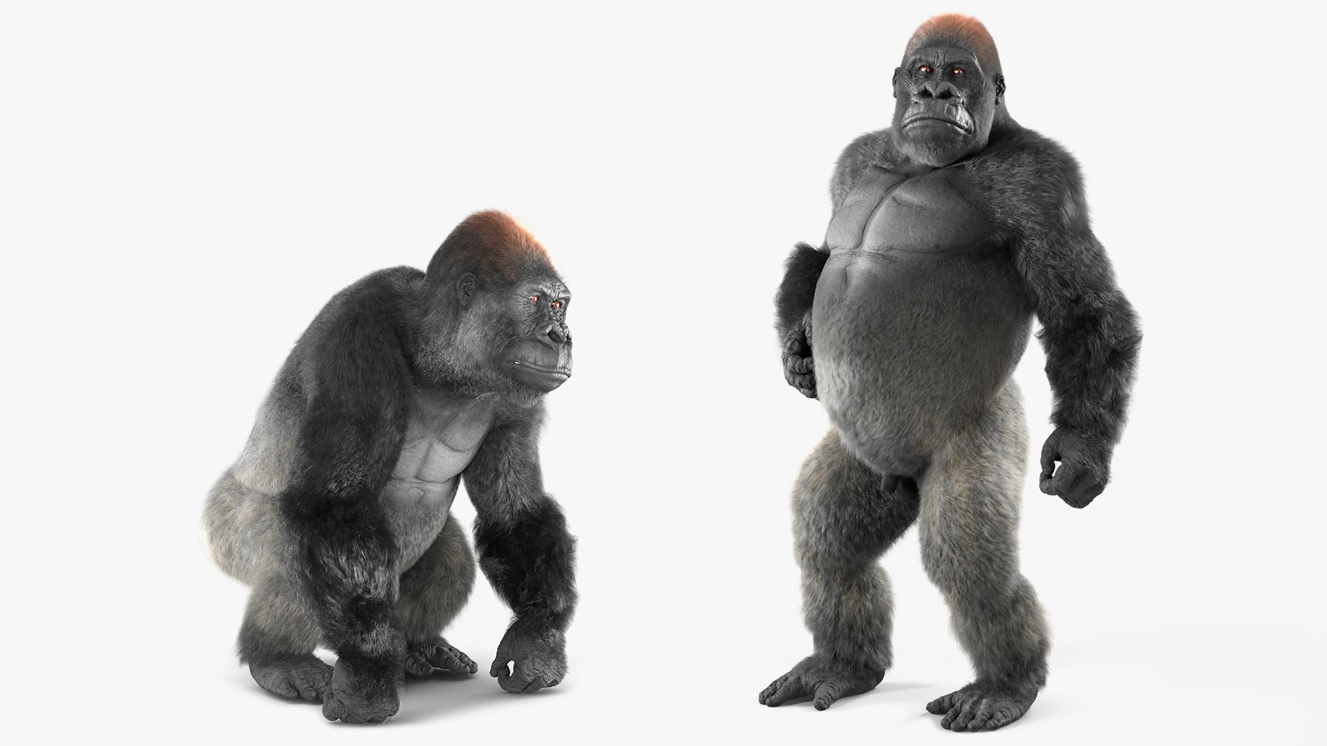 3D Rigged Gorilla Fur Animated Collection - TurboSquid 2298366
