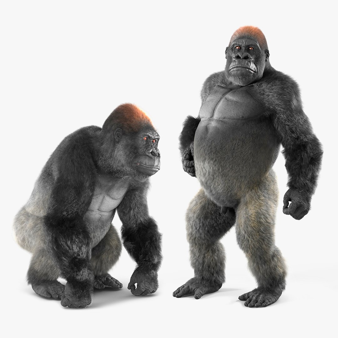 Rigged Gorilla Fur Animated Collection 3D model preview