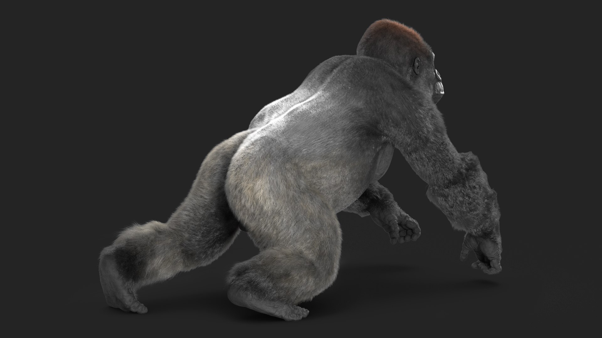 3D Rigged Gorilla Fur Animated Collection - TurboSquid 2298366