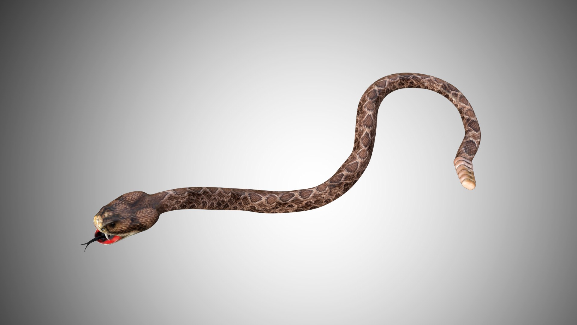 3D Rattle Snake - TurboSquid 1603394