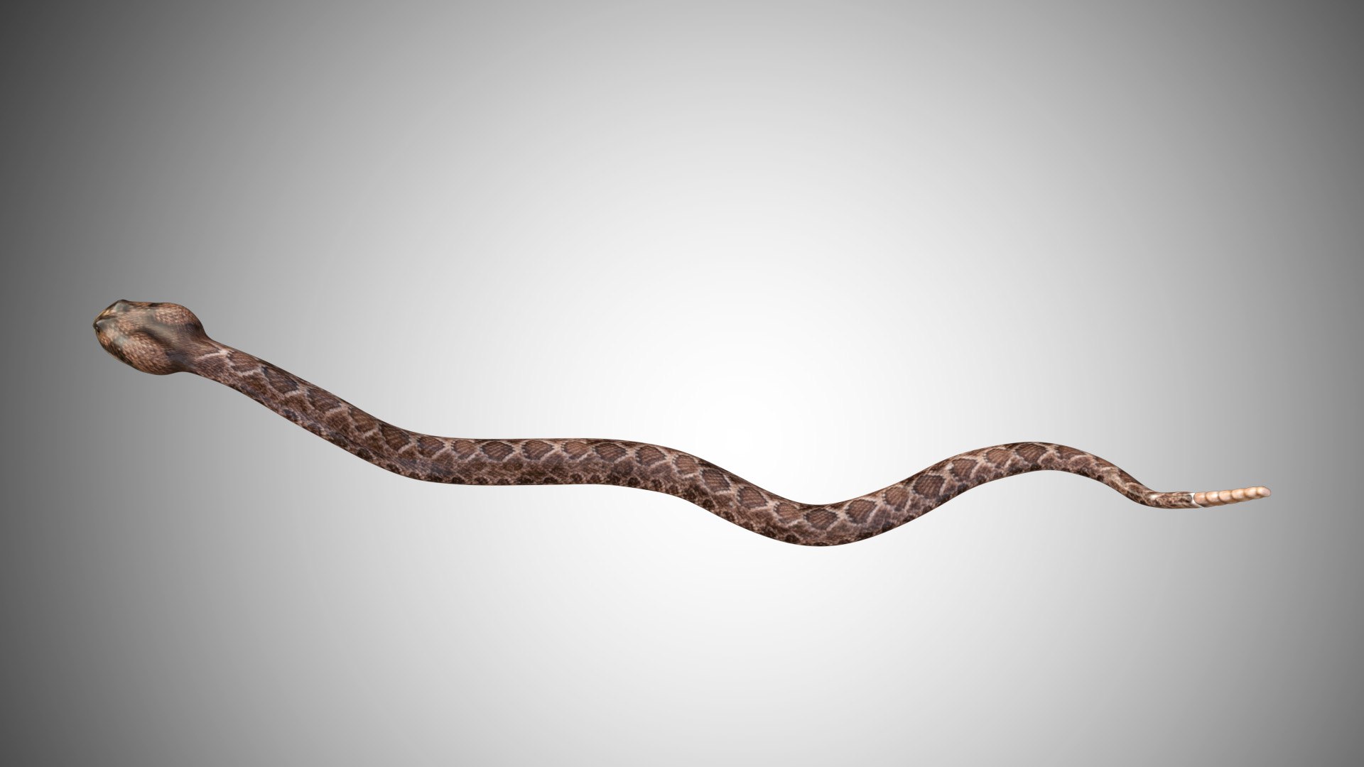 3D Rattle Snake - TurboSquid 1603394