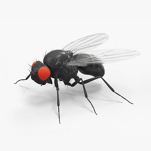 Drosophila Fly Black 3D model