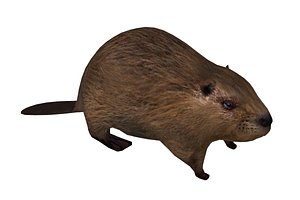 3D animals mammals beaver model