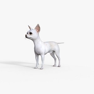 3D Cute Chihuahua Dog Rigged