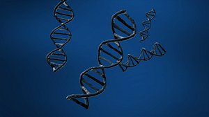 DNA 3D model
