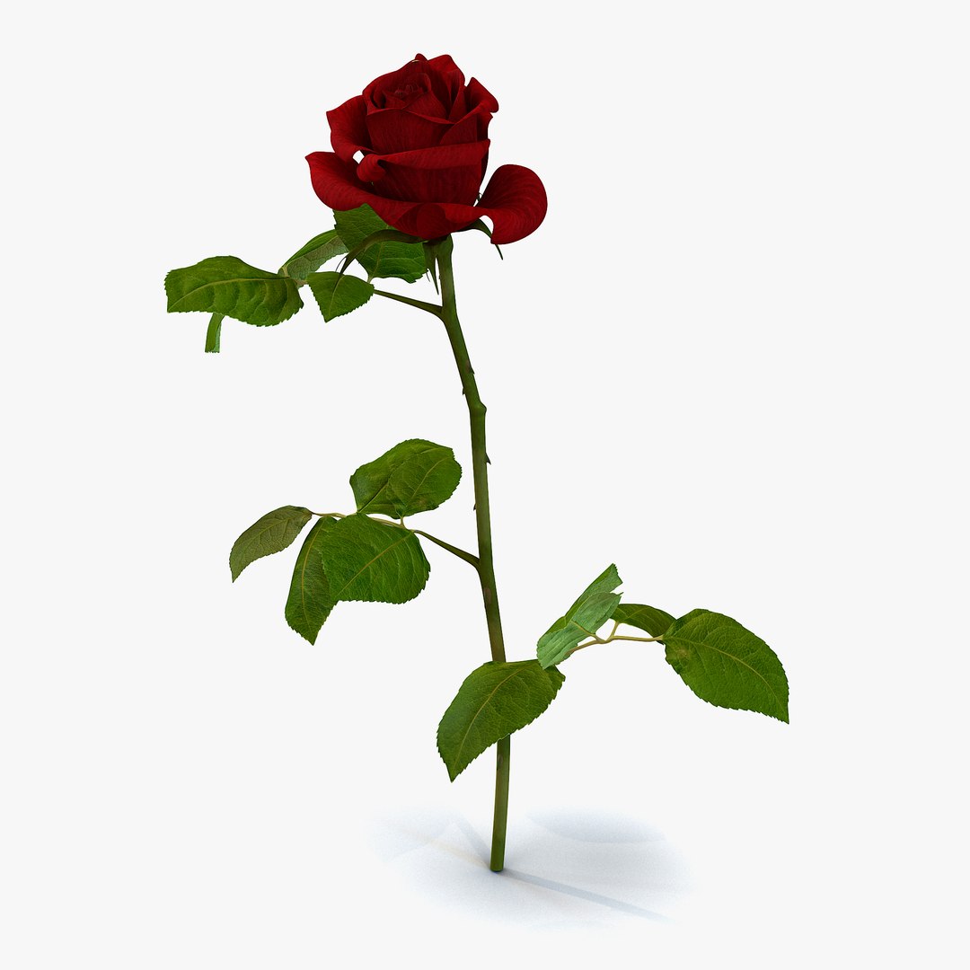 Rose 3D Model 3D model preview