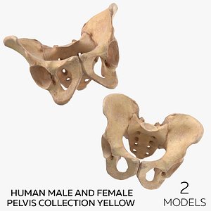 3D Human Male and Female Pelvis Collection Yellow - 2 models