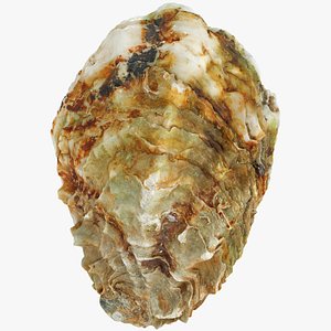 3D Oyster Mediterranean