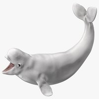 Beluga Whale Young Playful Pose
