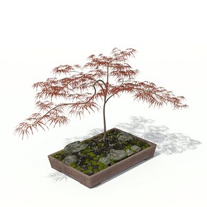 3d model maple acer palmatum bonsai