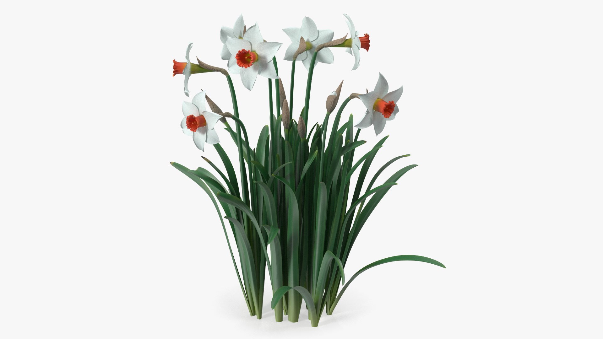 Growing White Jonquil 3D model preview