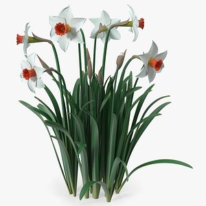 3D Growing White Jonquil model
