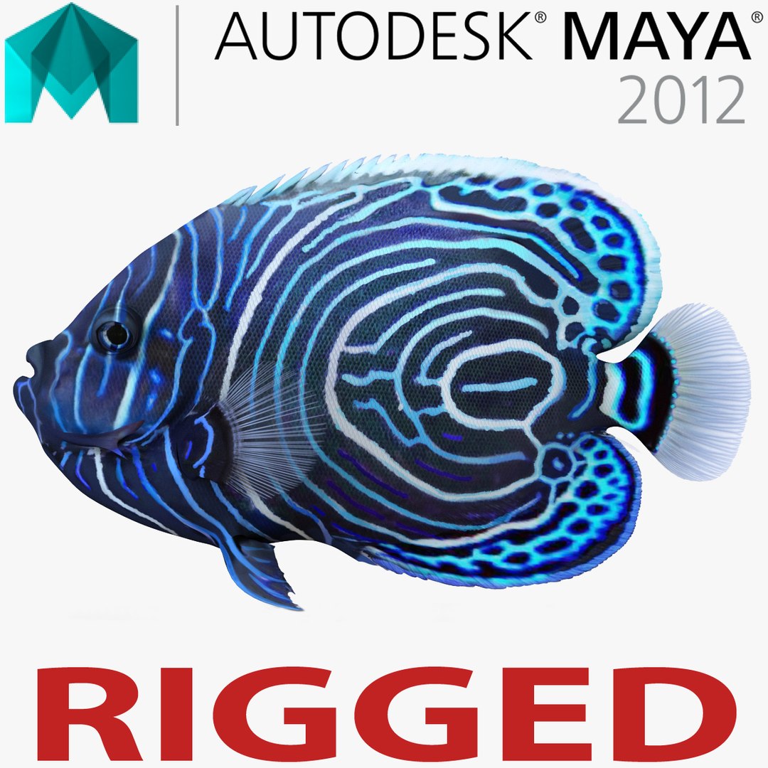 Juvenile Emperor Angelfish Rigged for Maya 3D model preview