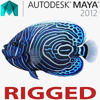 Juvenile Emperor Angelfish Rigged for Maya