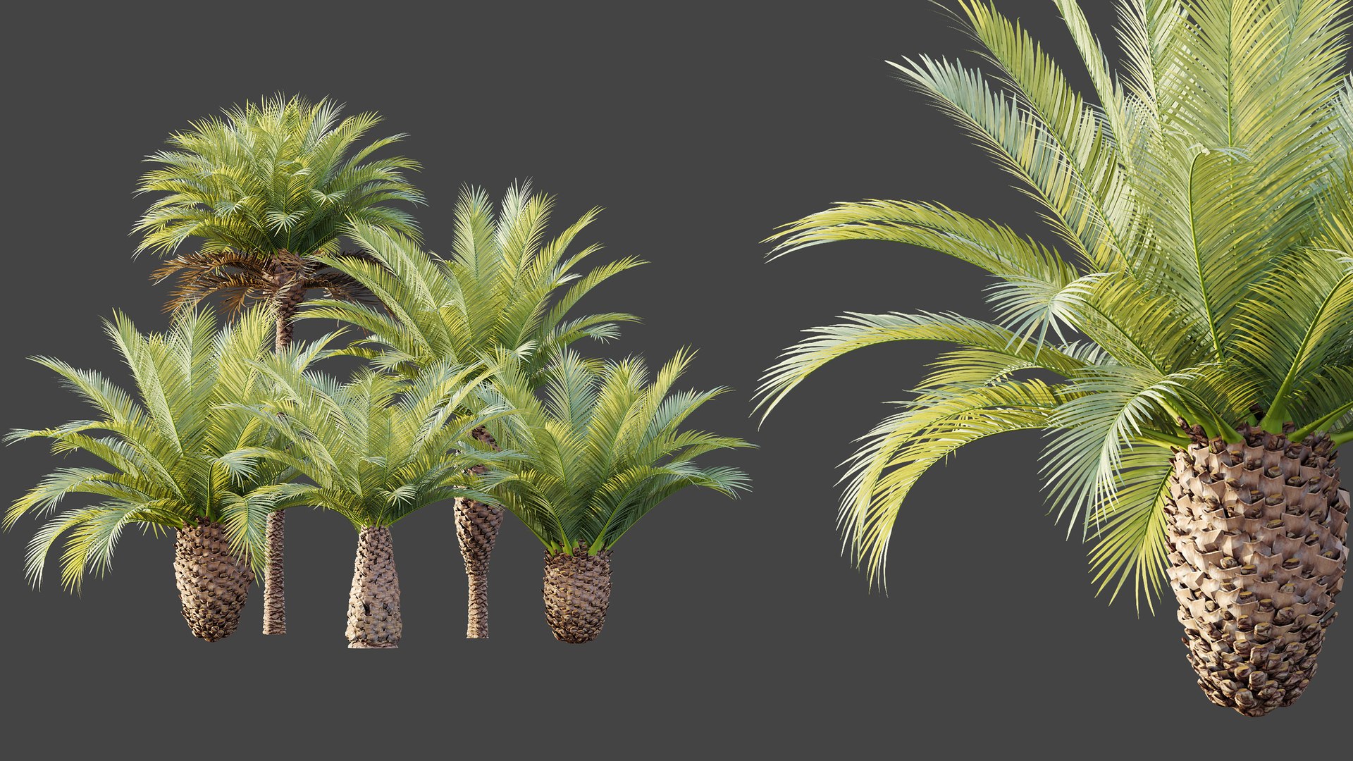 3D AV Plant Phoenix Canariensis Palm Tree 03 model https://p.turbosquid.com/ts-thumb/G8/EhUfFP/52/06/png/1787208341/1920x1080/fit_q87/05ab4f2d40a18e47cb93abc4f20811effeac4251/06.jpg