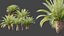 AV Plant Phoenix Canariensis Palm Tree 03