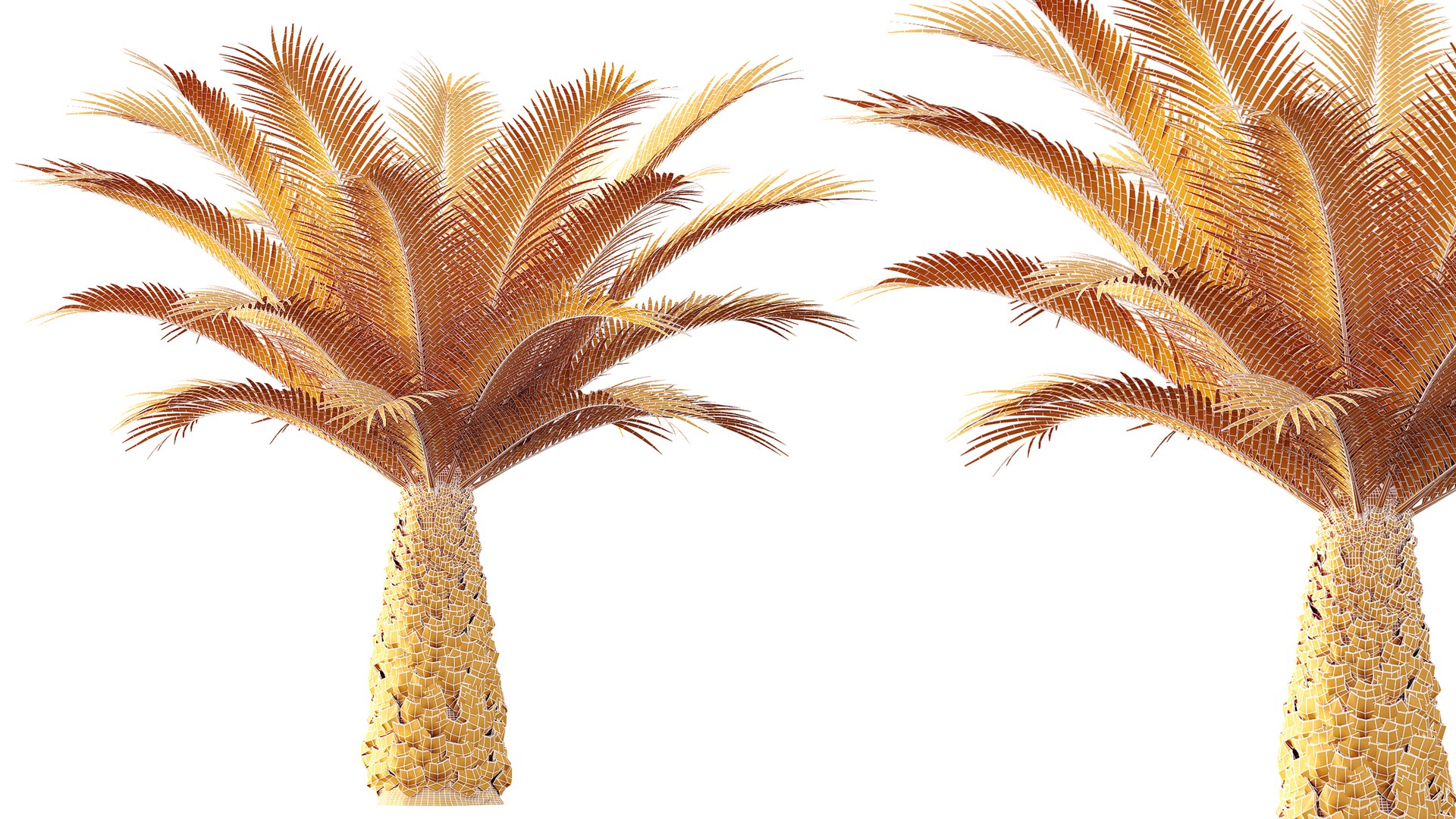 3D AV Plant Phoenix Canariensis Palm Tree 03 model https://p.turbosquid.com/ts-thumb/G8/EhUfFP/Fk/07/png/1787208344/1920x1080/fit_q87/366b4489fbe5da1c0e99d126f176b2597f2bacb5/07.jpg