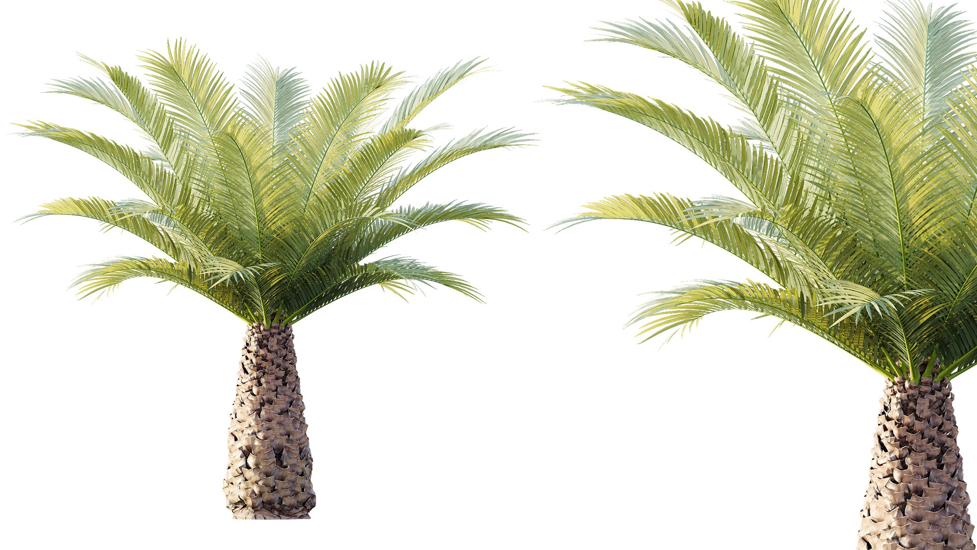3D AV Plant Phoenix Canariensis Palm Tree 03 model https://p.turbosquid.com/ts-thumb/G8/EhUfFP/OA/05/png/1787208339/1920x1080/fit_q87/a53637d3145fbc579303b7b3ee5dee120e6b36c5/05.jpg