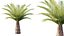 AV Plant Phoenix Canariensis Palm Tree 03