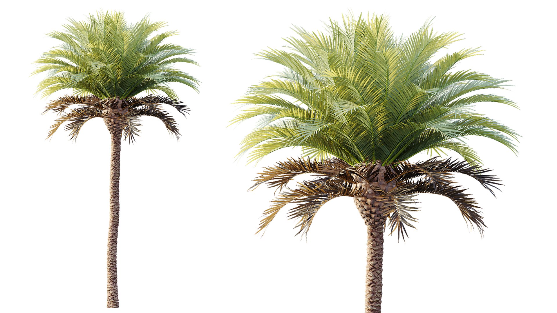 3D AV Plant Phoenix Canariensis Palm Tree 03 model https://p.turbosquid.com/ts-thumb/G8/EhUfFP/Qr/04/png/1787208338/1920x1080/fit_q87/643cc01570961732eea861a86dba953868af5167/04.jpg