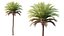 AV Plant Phoenix Canariensis Palm Tree 03