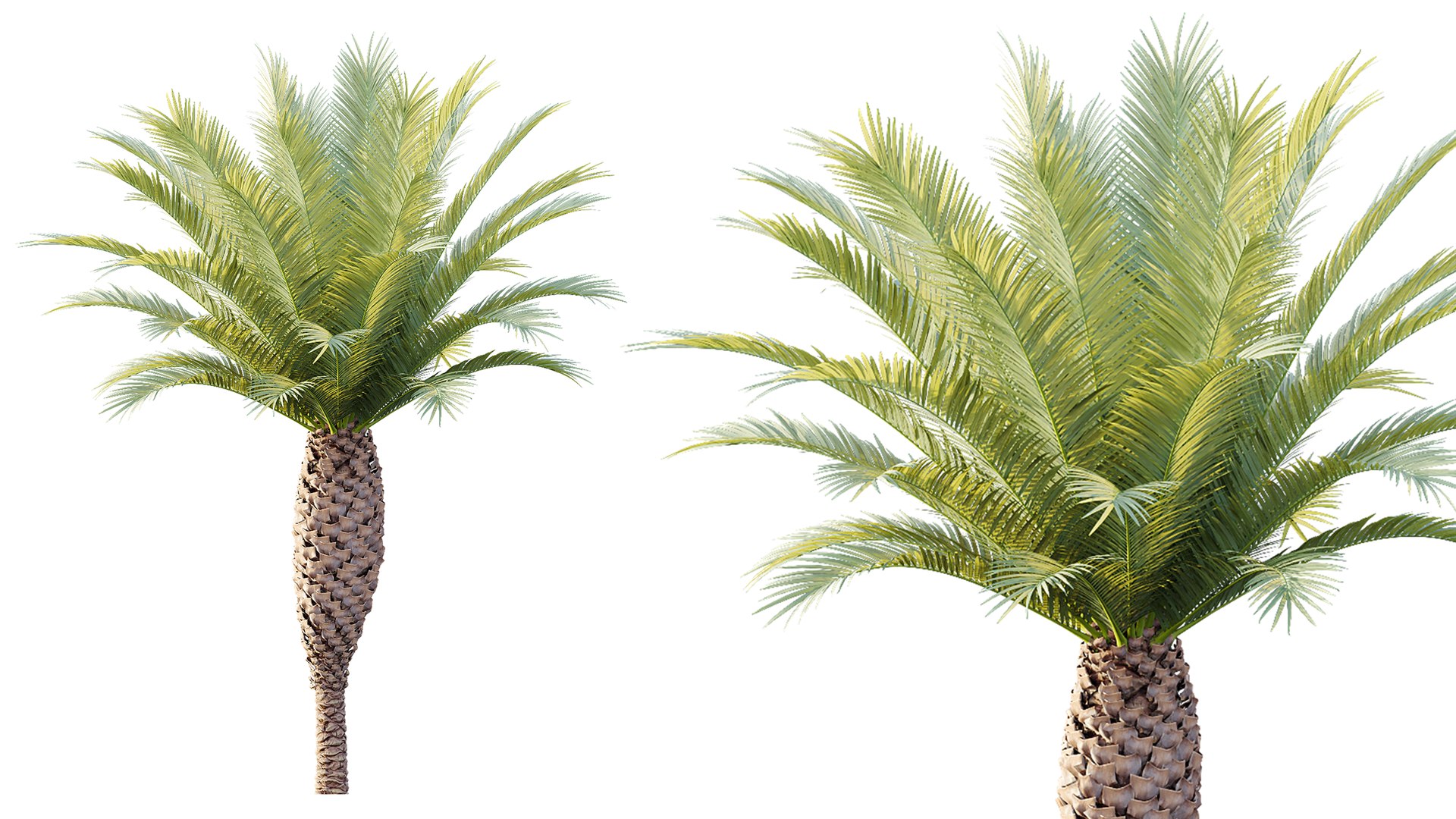 3D AV Plant Phoenix Canariensis Palm Tree 03 model https://p.turbosquid.com/ts-thumb/G8/EhUfFP/TV/02/png/1787208337/1920x1080/fit_q87/682e8da5c2facf6dd4f4641619d6a8e0a55a4ecc/02.jpg