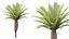 AV Plant Phoenix Canariensis Palm Tree 03