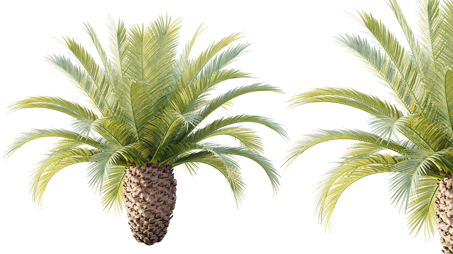 3D AV Plant Phoenix Canariensis Palm Tree 03 model https://p.turbosquid.com/ts-thumb/G8/EhUfFP/qu/03/png/1787208341/1920x1080/fit_q87/4c01b65c4aee9af2909a439e57a88d40dd8cdd36/03.jpg
